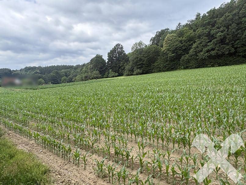 Sonnige Wohnung in Waldrandlage der Thermenregion