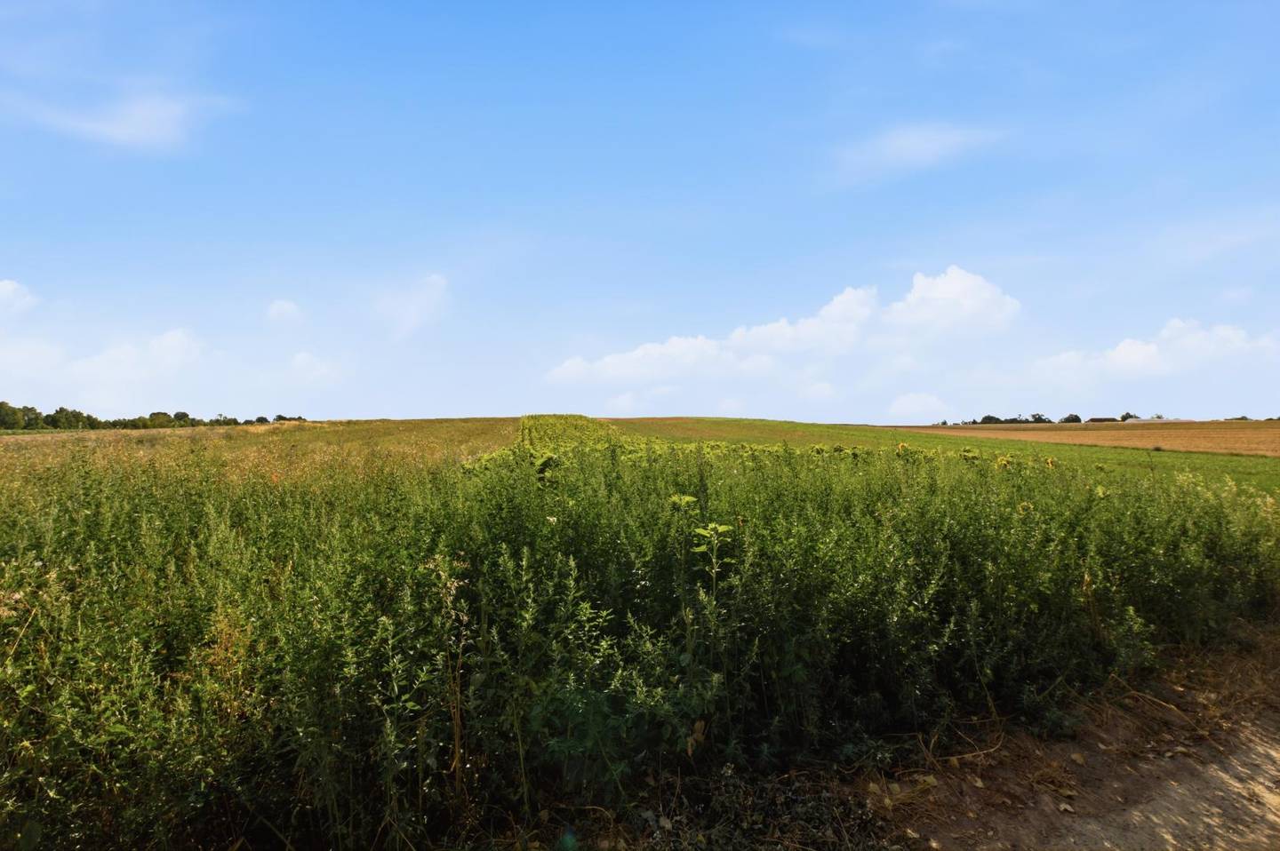 Attraktive Agrarfläche im Weinviertel Anlegerwohnung