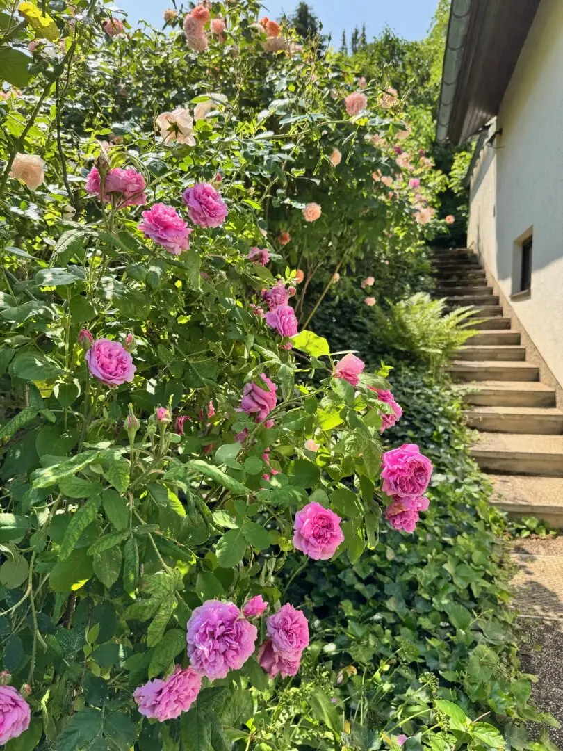 Lovely green quiet location on the edge of Kritzendorf: Charming single family house with large slope garden, ground-level terrace, 3 rooms, winter garden, sauna, 3 cellar rooms and parking space