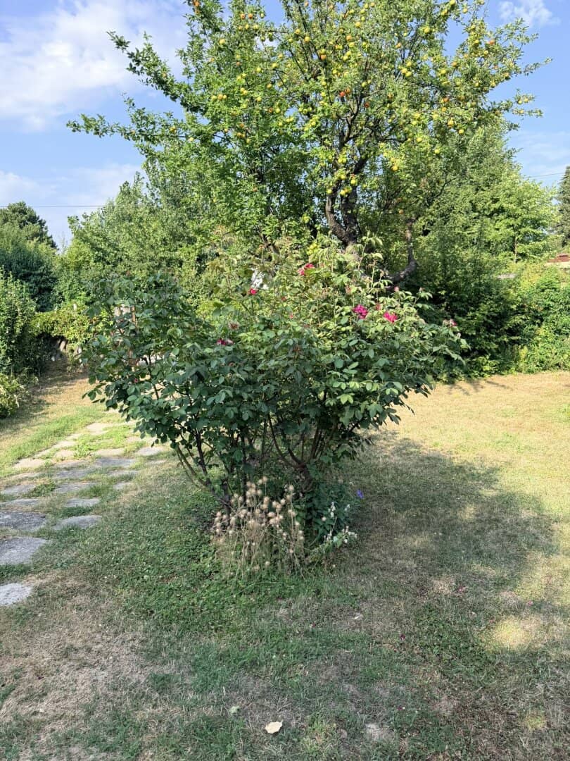 Sommertraum an der Donau: Unvergleichliches Naturparadies mit historischem Stelzenhaus auf ca. 900 m² Grund in Klosterneuburg