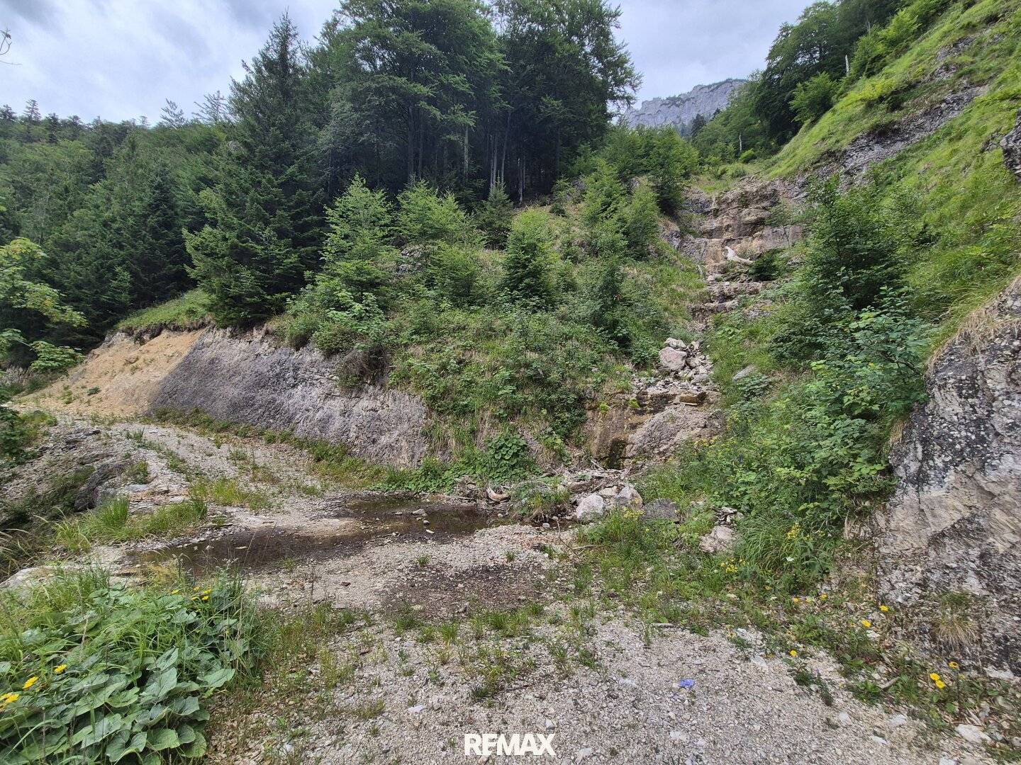 Mischwaldbestand am Kasberg mit strukturreichem Baumbestand