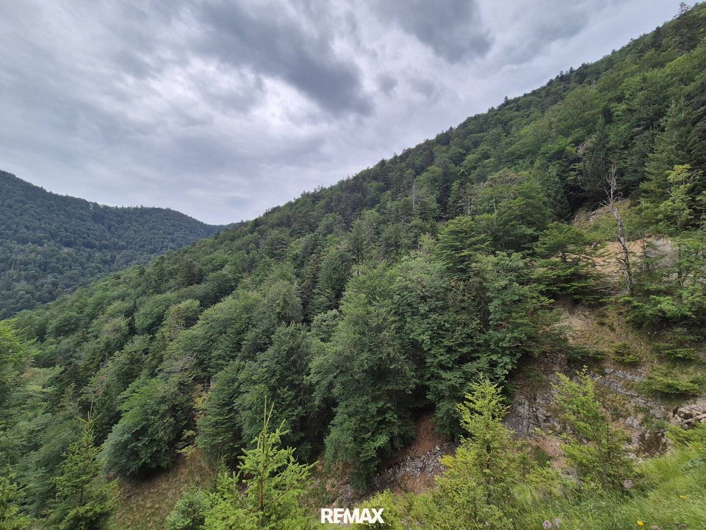 Mischwaldbestand am Kasberg mit strukturreichem Baumbestand