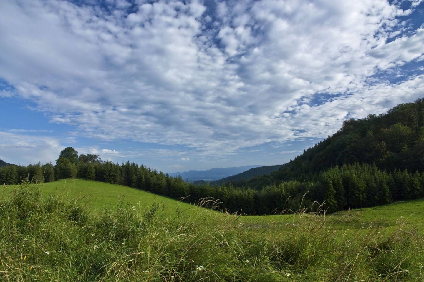 2 ha meadow plot with building area