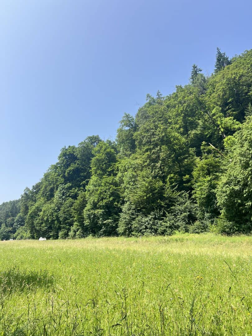 2 ha meadow plot with building area