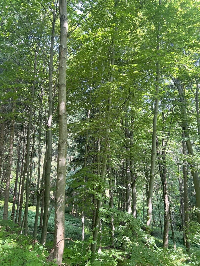 Small plot with forest portion