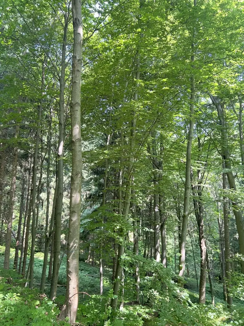 Kleines Grundstück mit Waldanteil