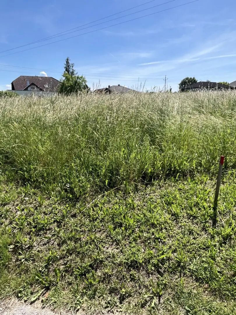 Baugrundstück - 509m2 Oftering, Kirchstetten
