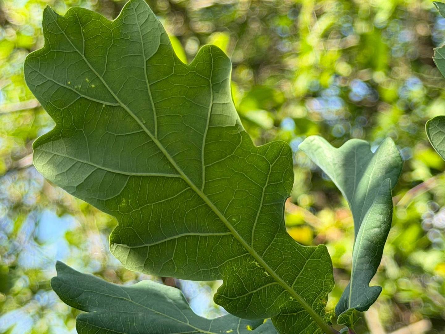 Naturnahes Ferienwohnung mit vielseitigem Gelände