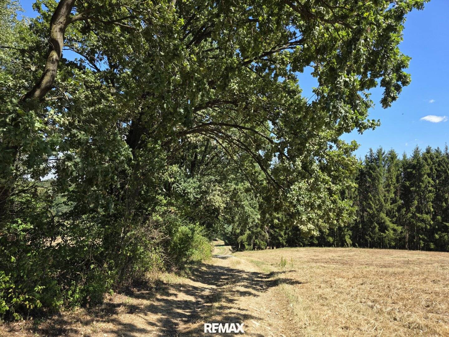 Waldgrundstücke in Deutsch Kaltenbrunn