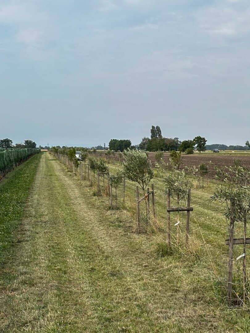 Gepflegter Olivenbaumhain in Gols