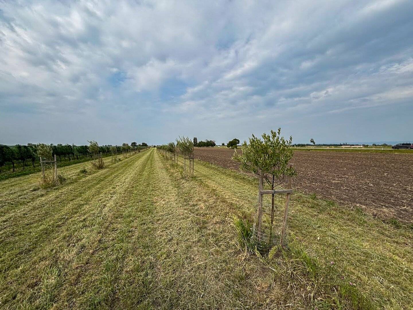 Gepflegter Olivenbaumhain in Gols