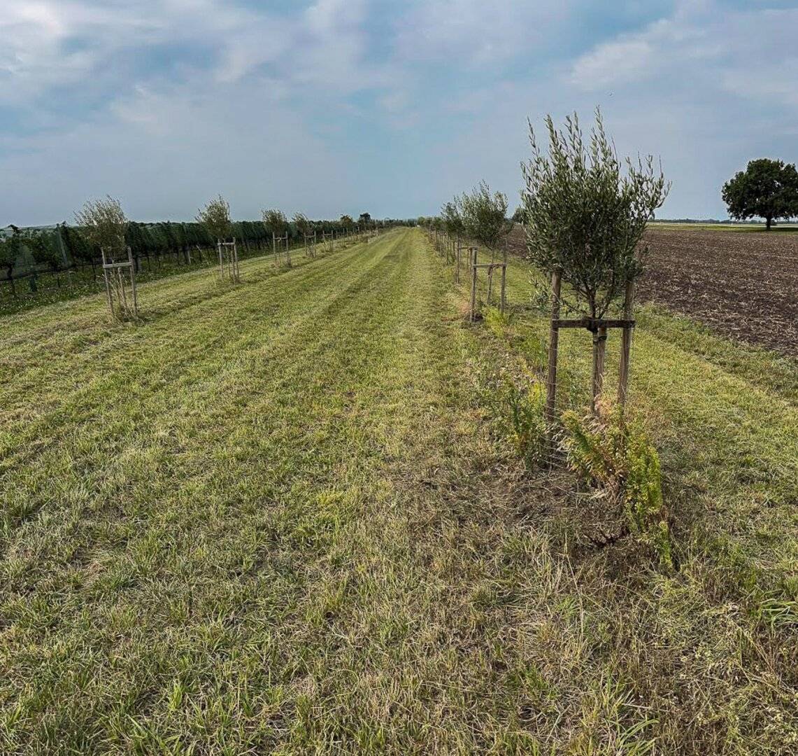 Gepflegter Olivenbaumhain in Gols