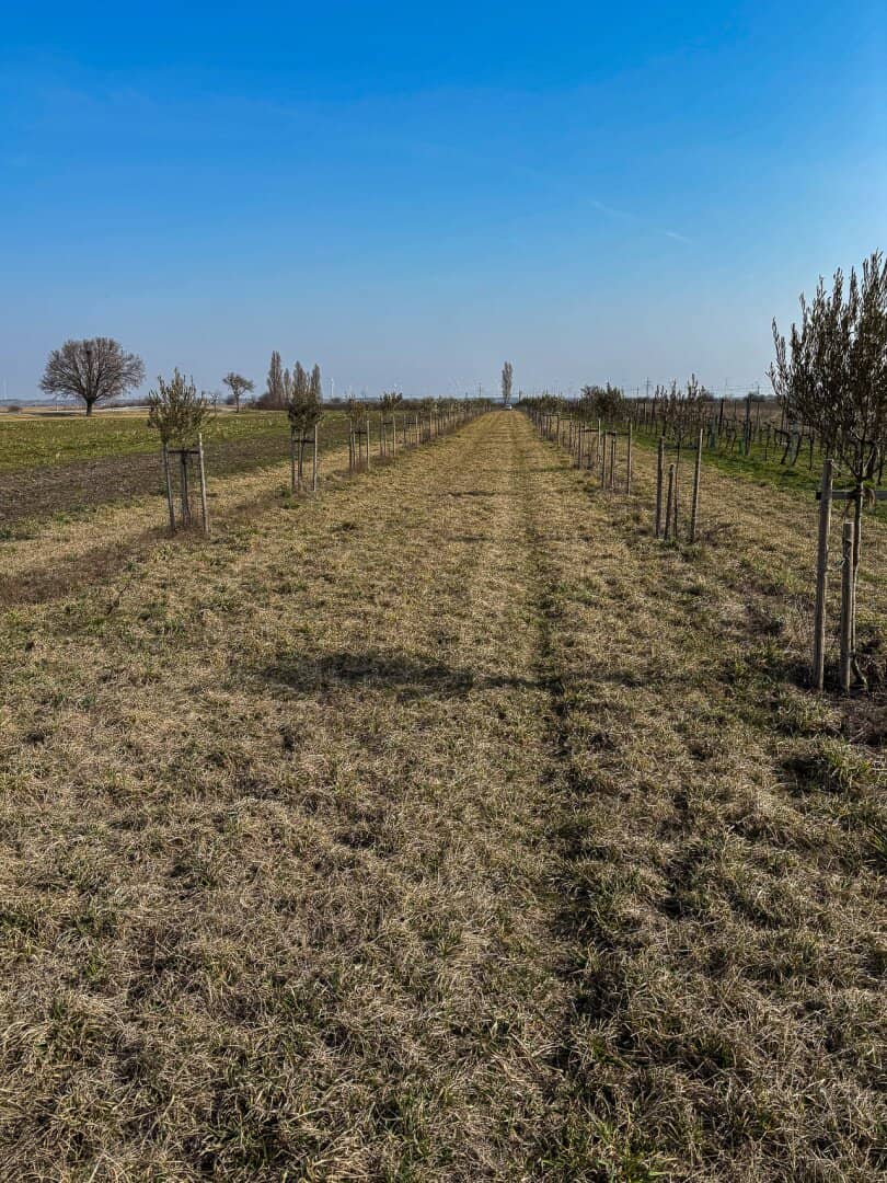 Gepflegter Olivenbaumhain in Gols
