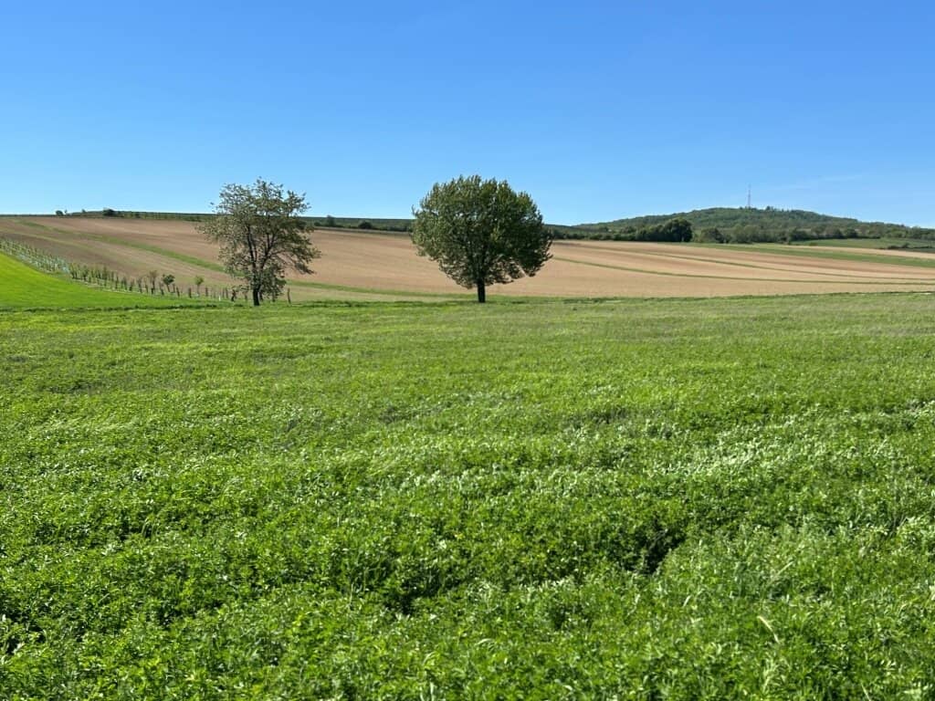 Landwirtschaftliche Grundstücke (Ackerbau) in Poysbrunn
