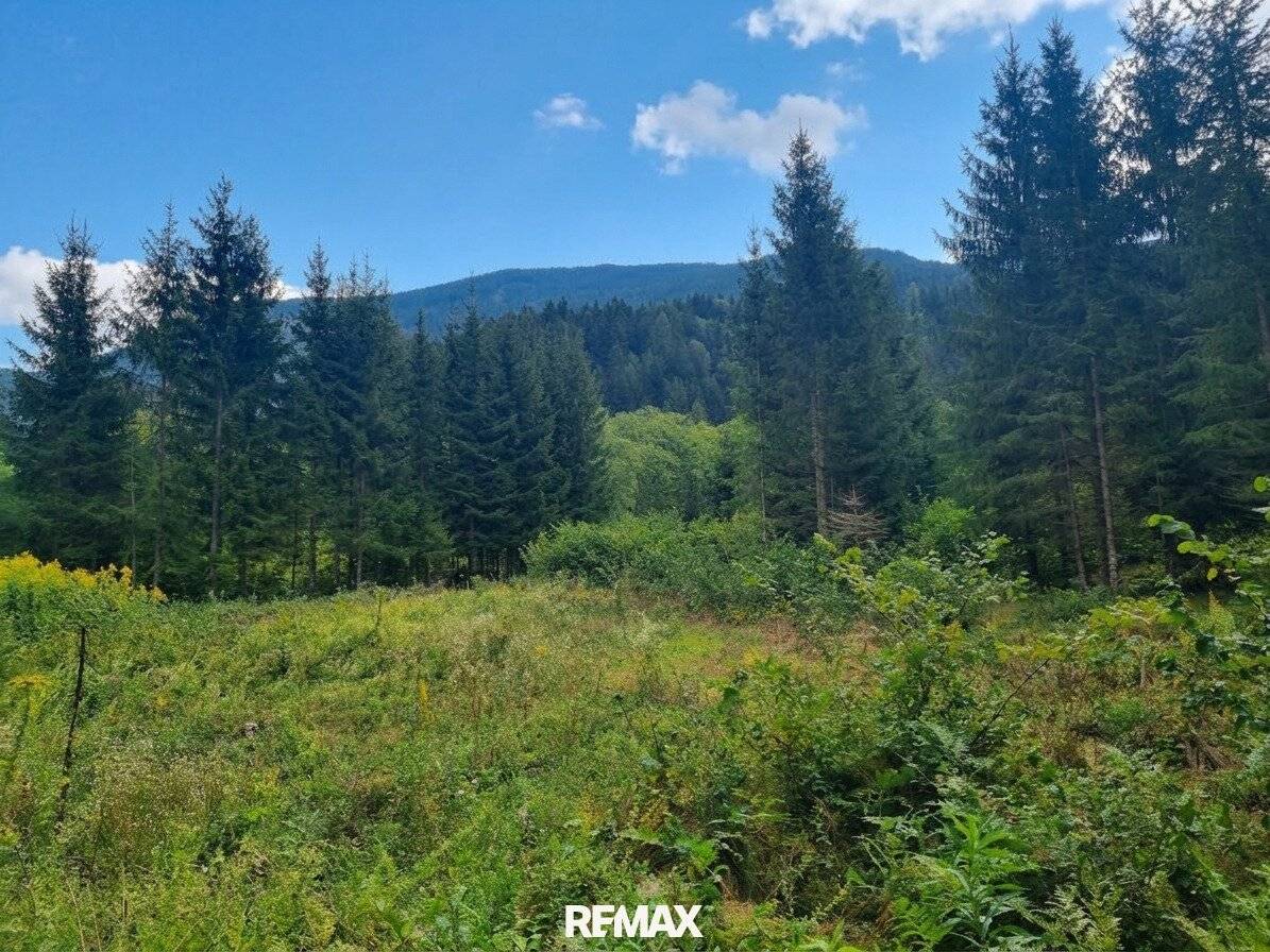 Waldflächen in Tallage zu verkaufen!