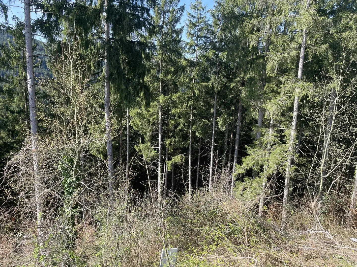 Ruhe-Oase mit Wald- und Wiesenfläche