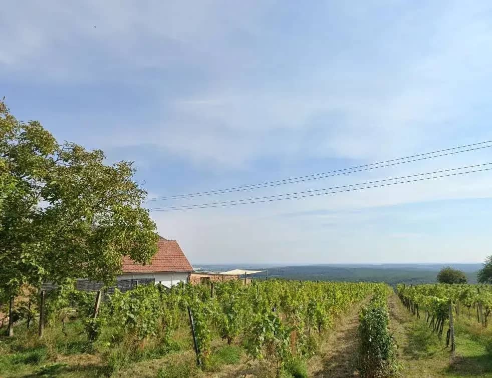 Ehemaliger Gastronomiebetrieb mit Möglichkeit zum Hauptwohnsitz in den Weinbergen!