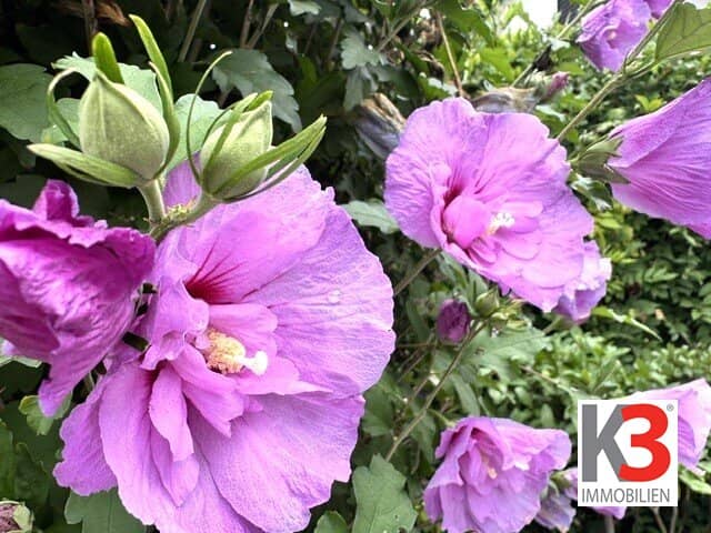 K3 - Schönes Ein- bzw. Zweifamilienhaus mit sonnigem, traumhaftem Garten! Exklusive Ruhelage mit herrlichem Berg- und Grünblick!