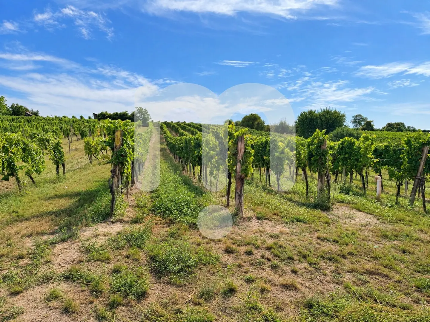 Historisches Weingut mit angrenzenden Weingärten in Furth bei Göttweig – seltene Gelegenheit zur Miete