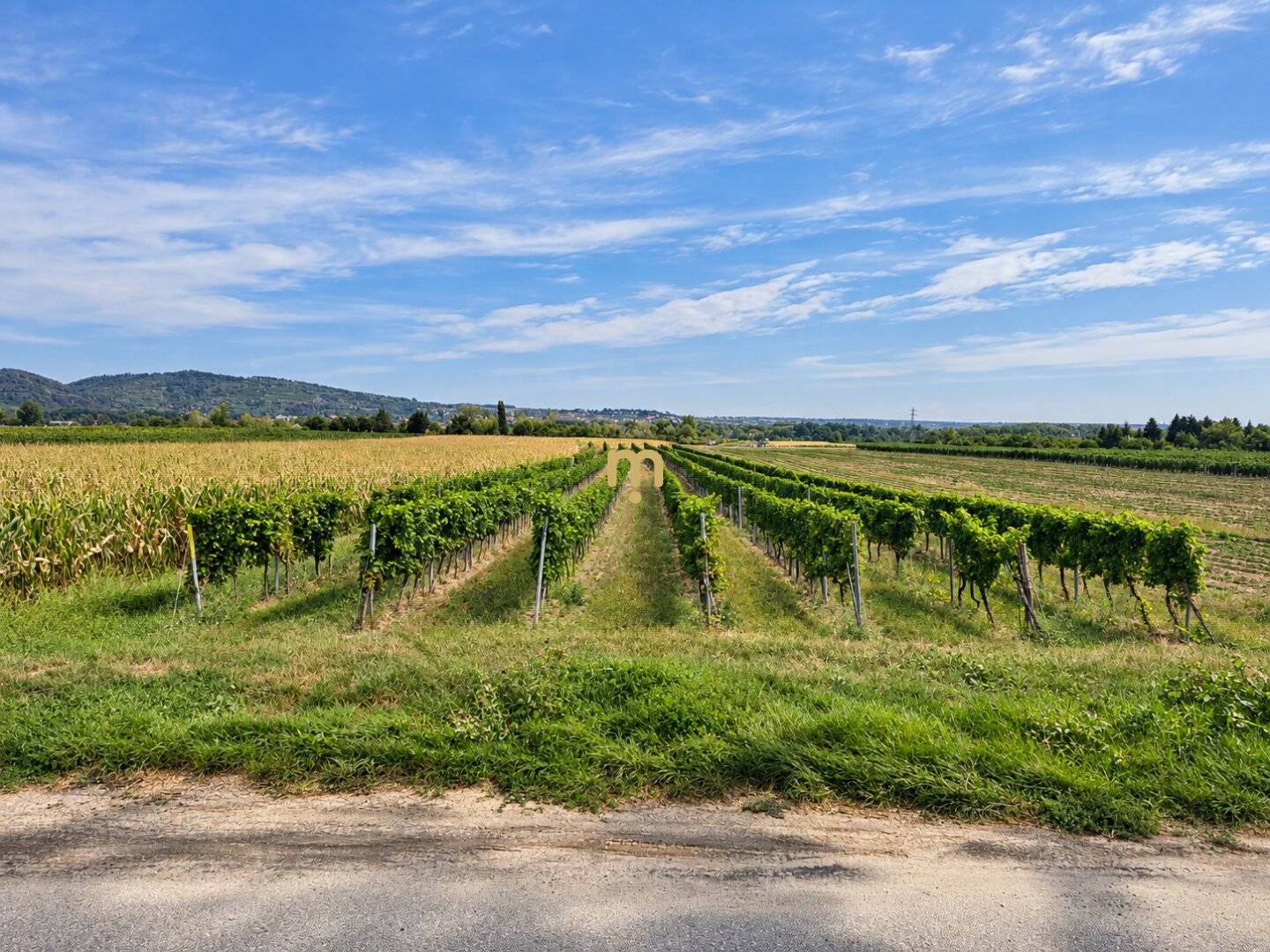 Historic winery with adjacent vineyards in Furth bei Göttweig – rare opportunity to rent
