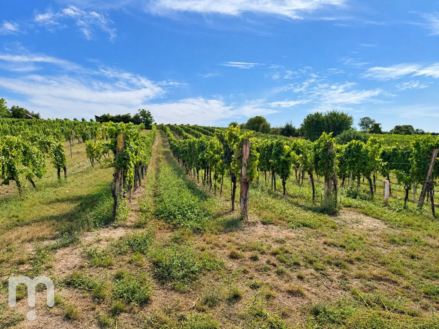 Historic winery with adjacent vineyards in Furth bei Göttweig – rare opportunity to rent