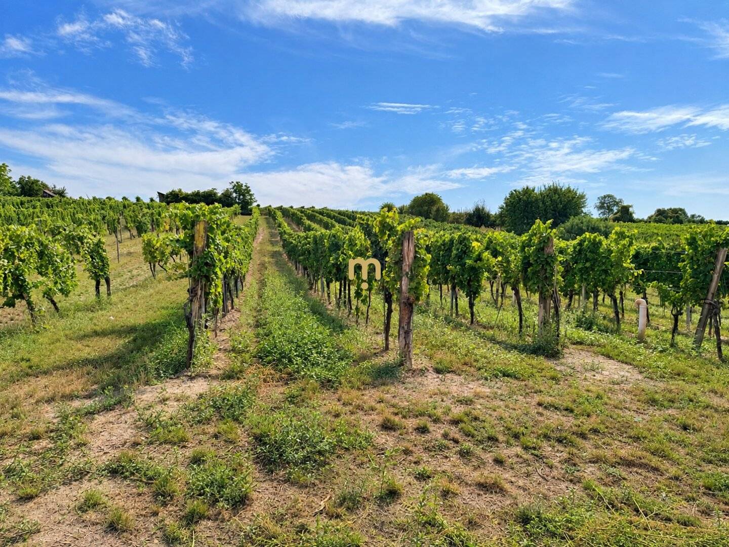 Historic winery with adjacent vineyards in Furth bei Göttweig – rare opportunity to rent