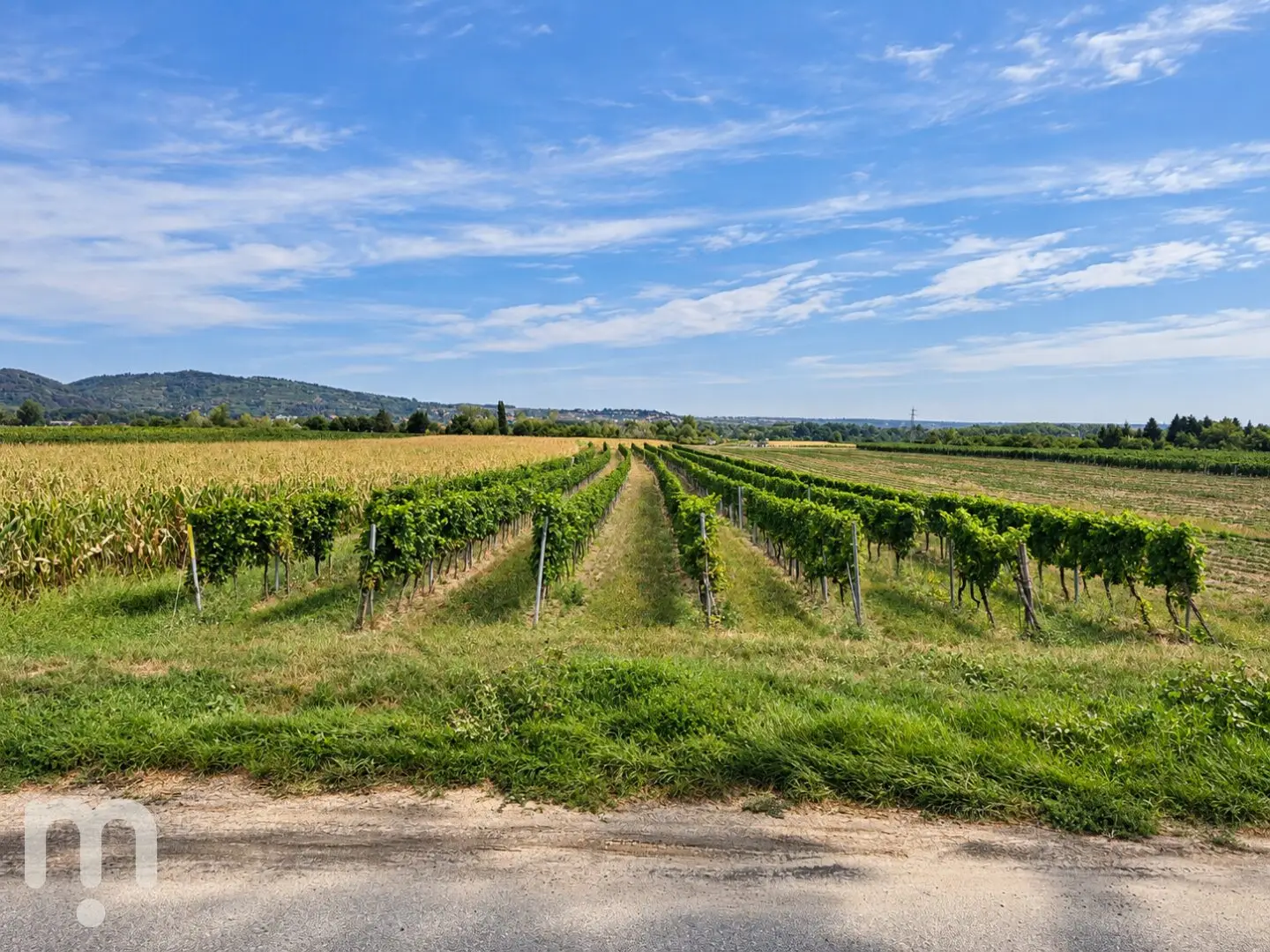 Historic winery with adjacent vineyards in Furth bei Göttweig – rare opportunity to rent