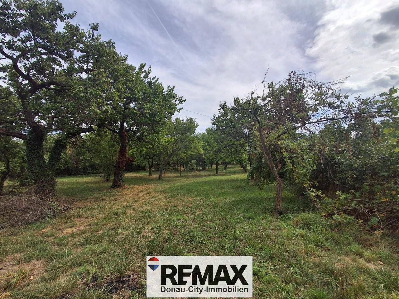 Sunny location near Neufeldersee with large orchard Apartment
