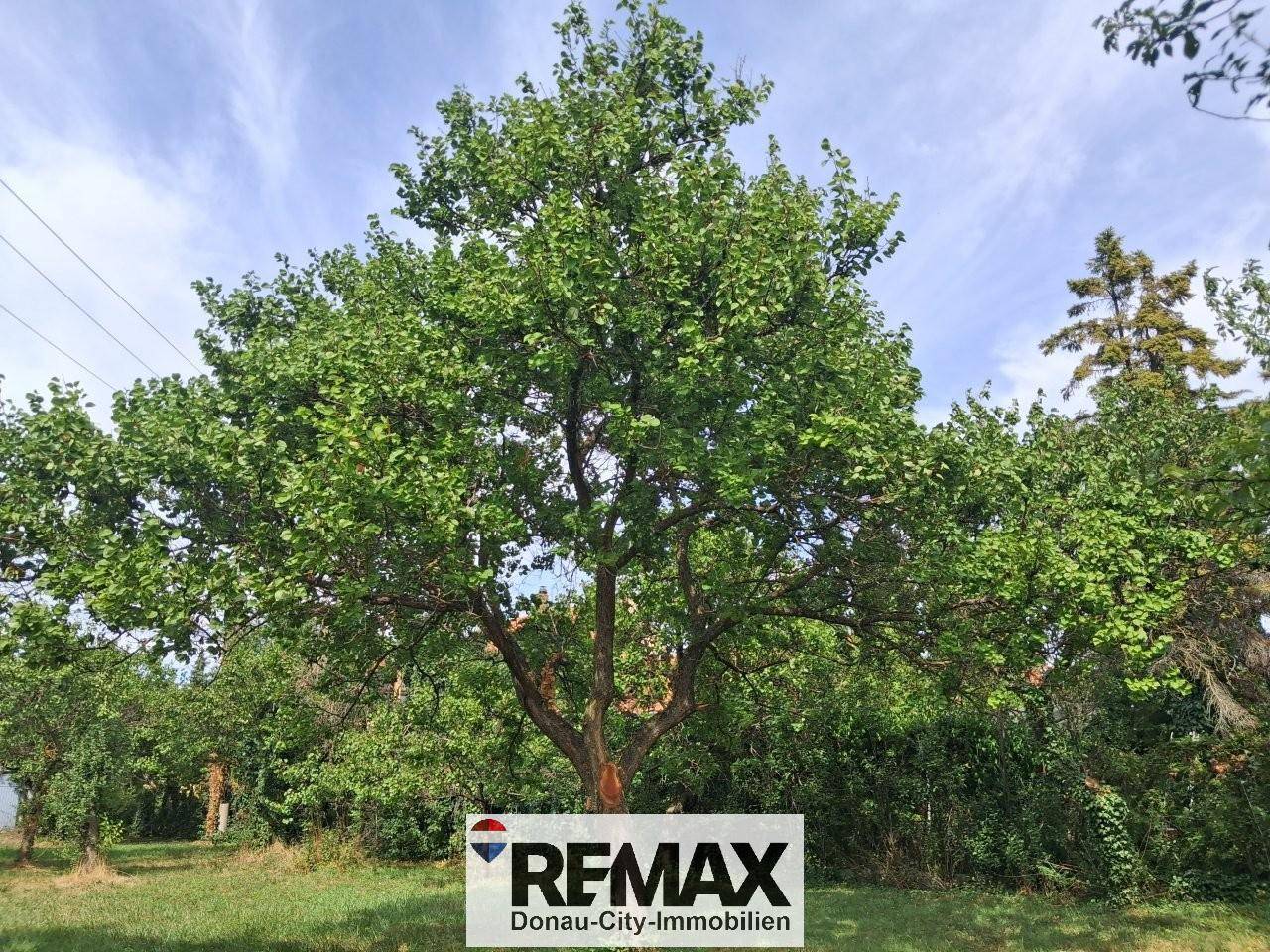 Sunny location near Neufeldersee with large orchard Apartment