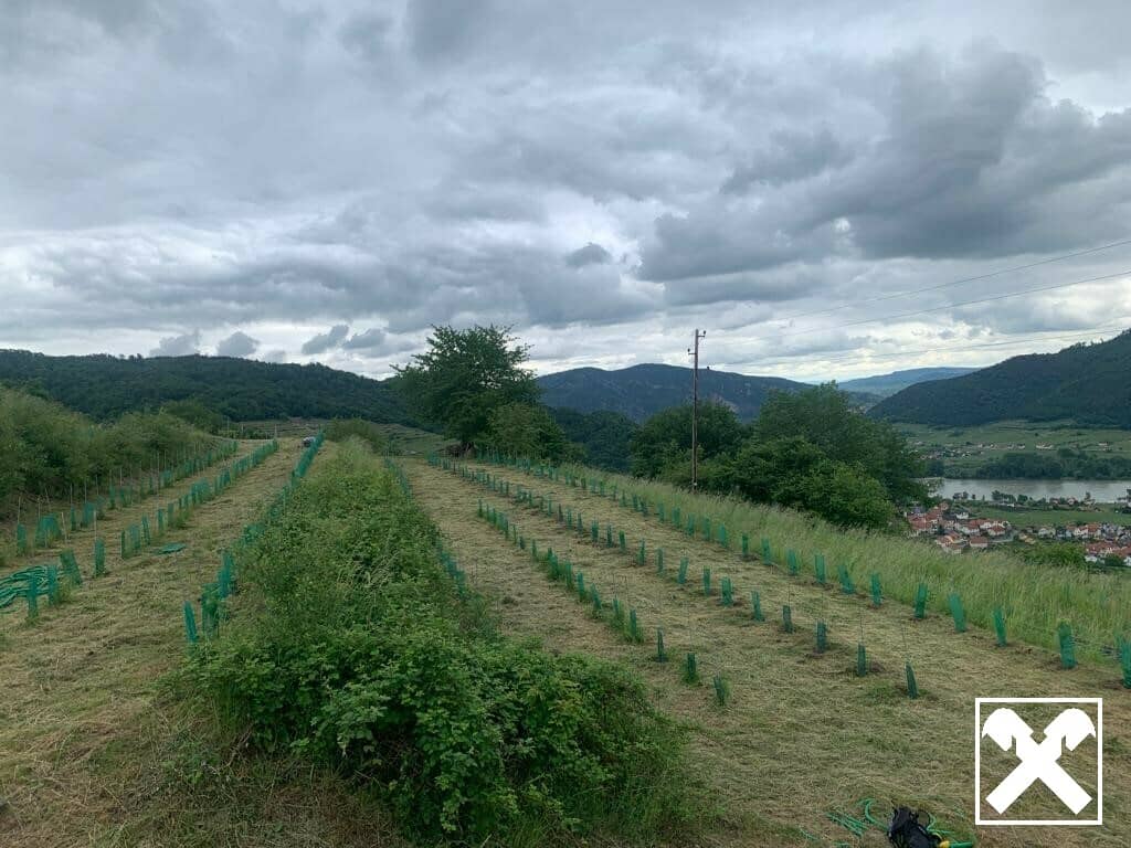 WEINGARTEN IN AUSSICHTSLAGE - WEINGARTEN, LANDWIRTSCHAFTLICHE FLÄCHEN - KEIN BAUGRUNDSTÜCK!