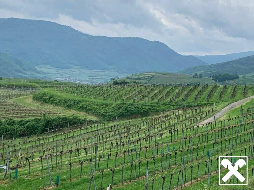 WEINGARTEN IN AUSSICHTSLAGE - WEINGARTEN, LANDWIRTSCHAFTLICHE FLÄCHEN - KEIN BAUGRUNDSTÜCK!