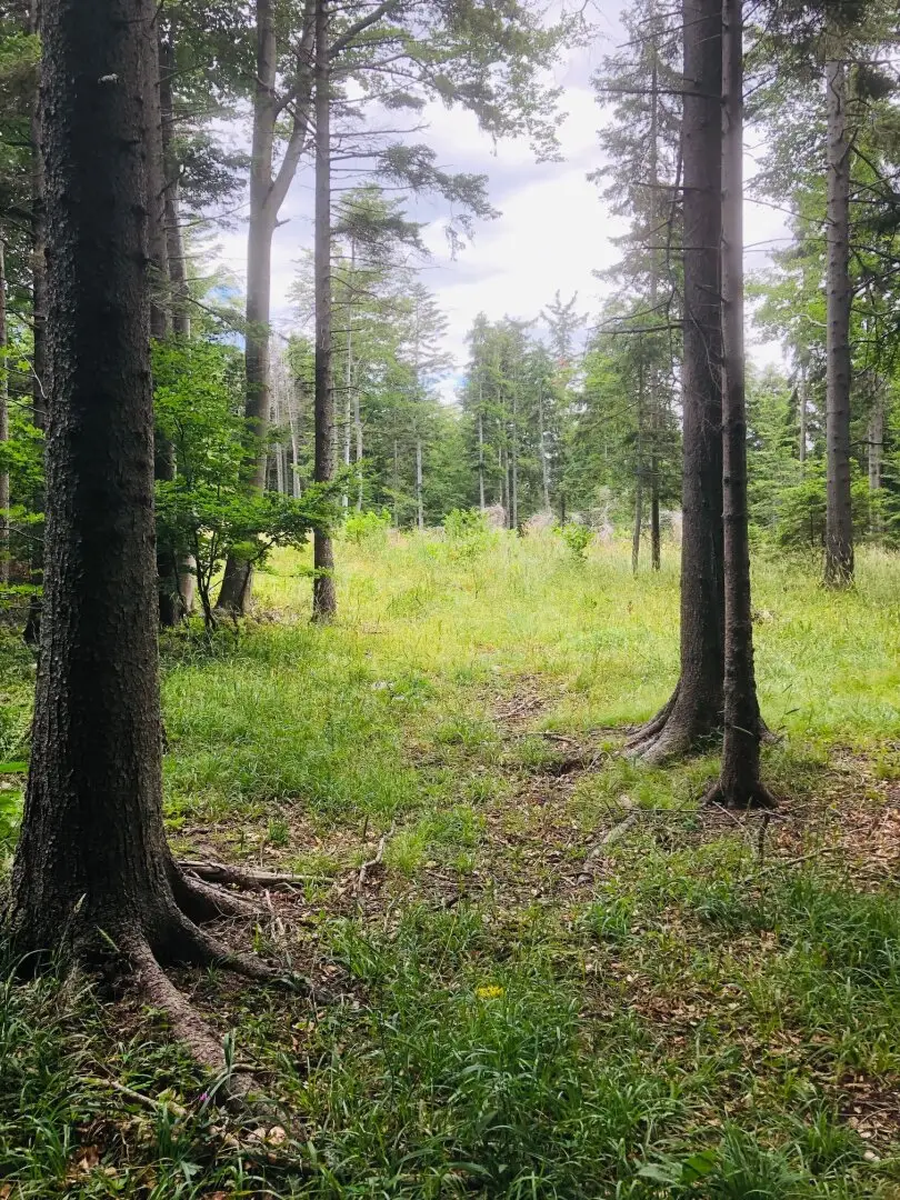 Mischwald in Rohrbach am Steinfeld, Gemeindegebiet Ternitz, zu verkaufen