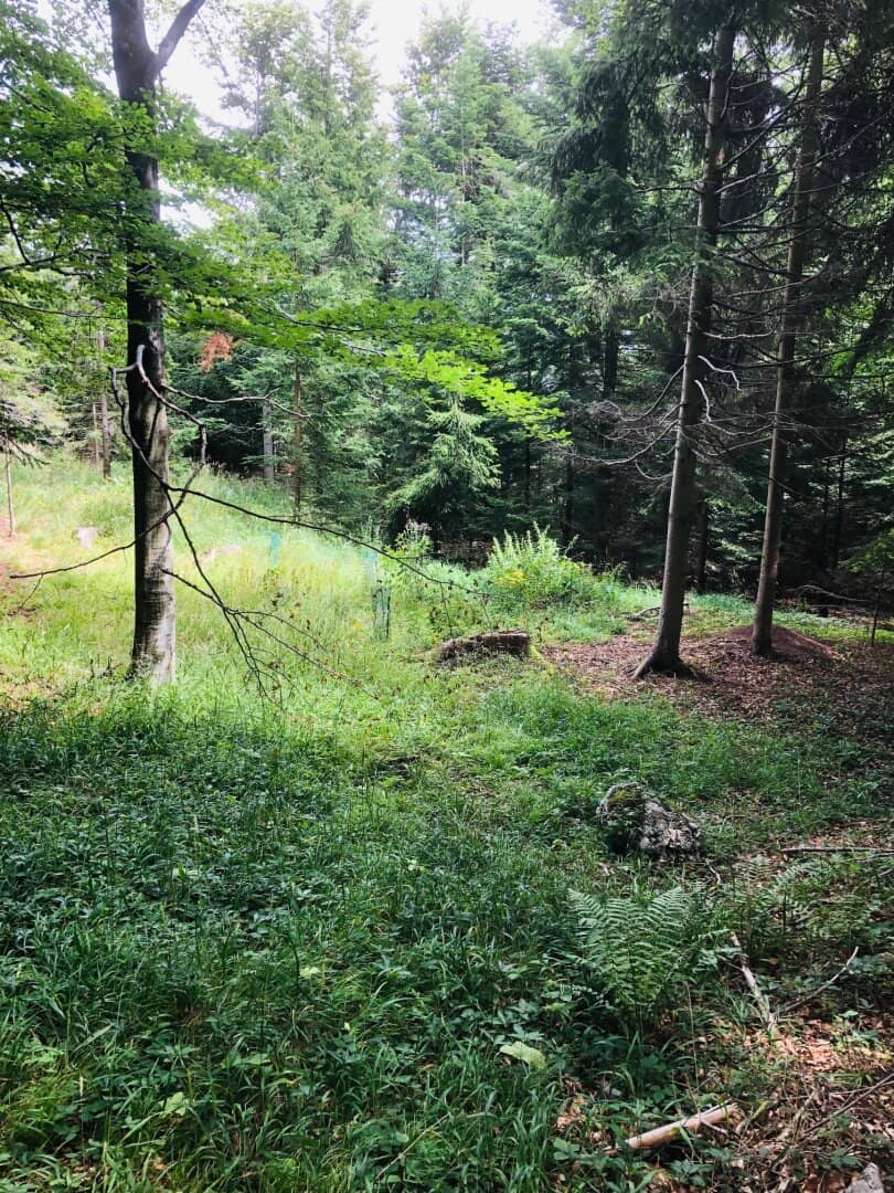 Mixed forest in Rohrbach am Steinfeld, municipal area Ternitz, for sale