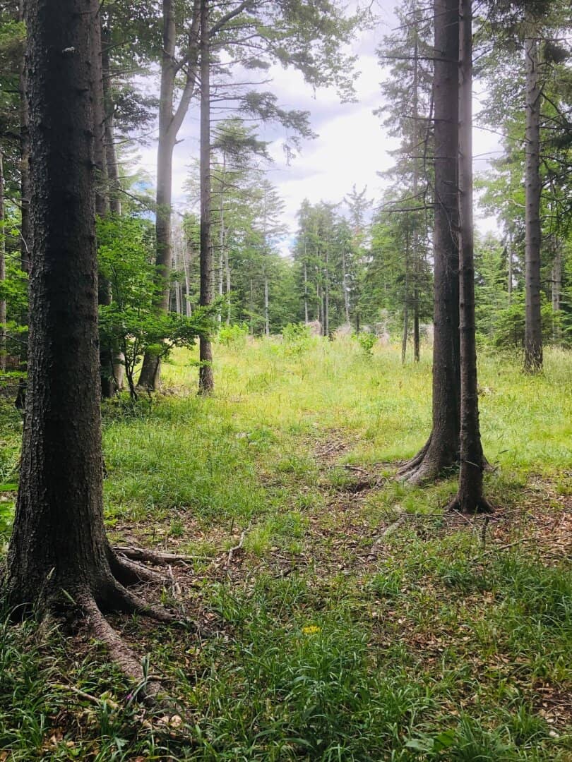 Forest plot in Mahrersdorf, municipal area, Ternitz, for sale