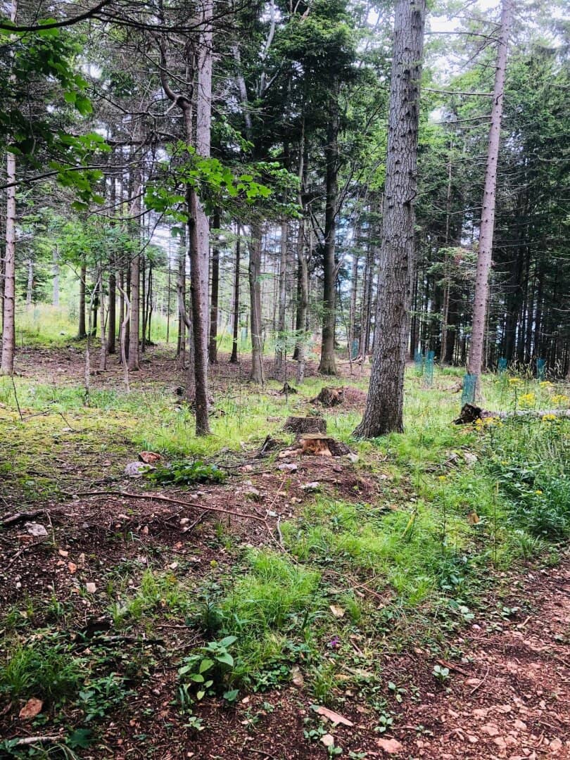 Forest plot in Mahrersdorf, municipal area, Ternitz, for sale