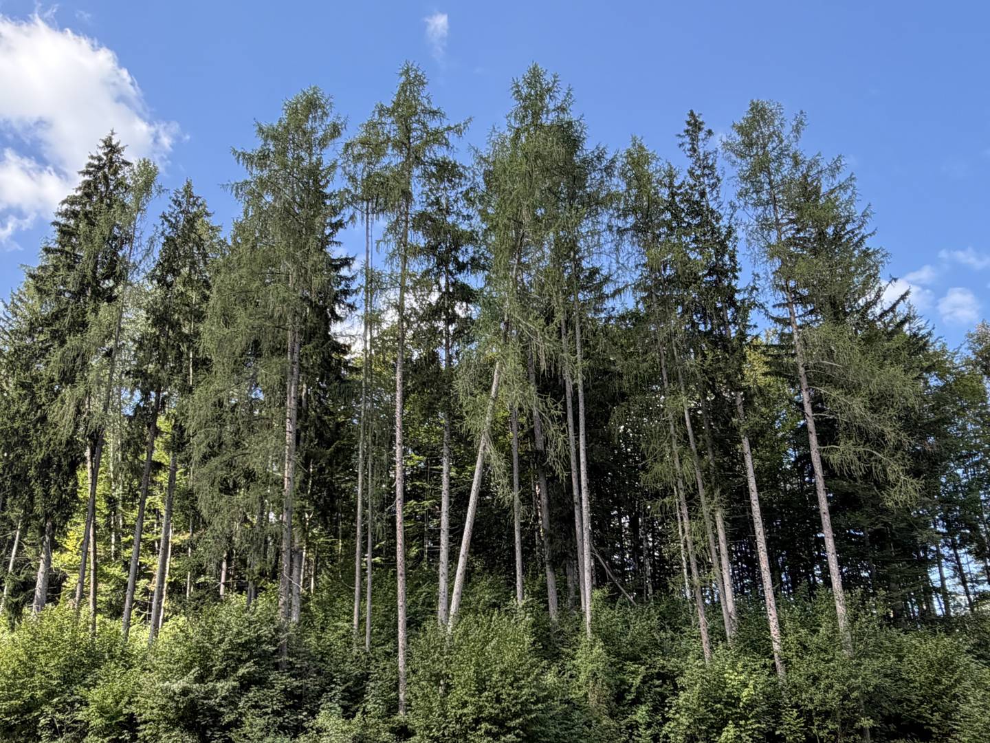 Natural retreat in mixed forest Ferienwohnung