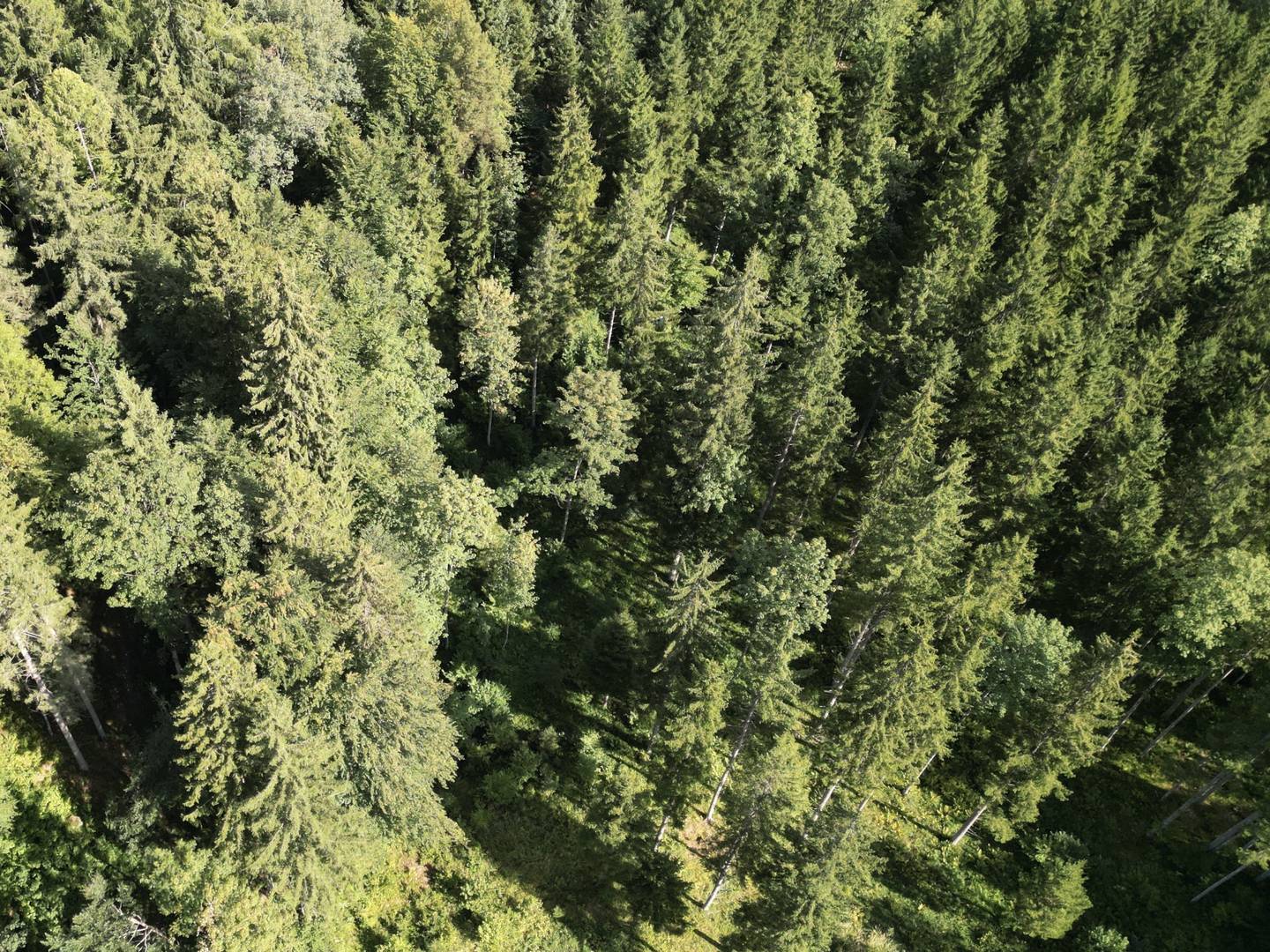 Natural retreat in mixed forest Ferienwohnung