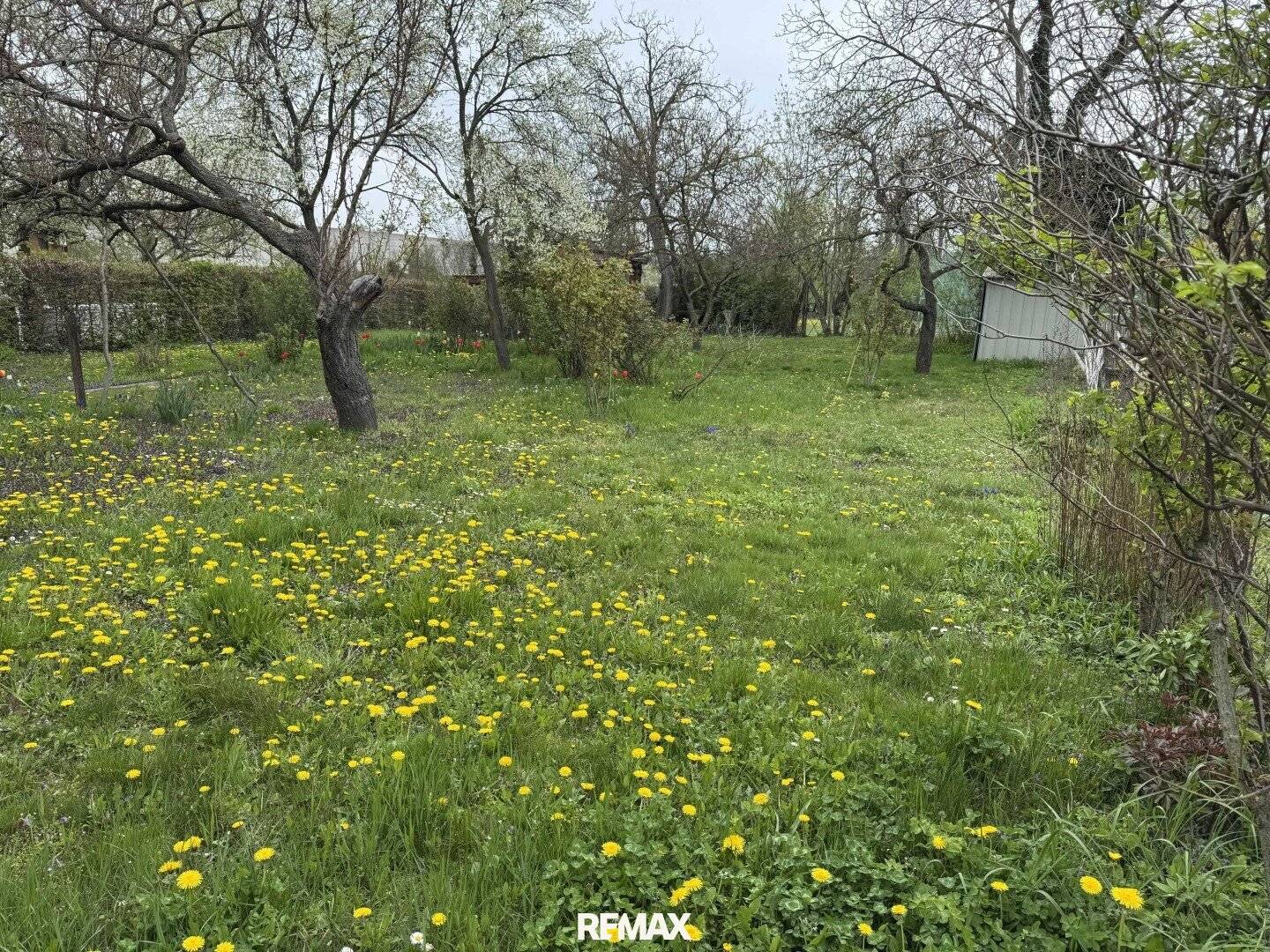 Allotment garden dream in Korneuburg