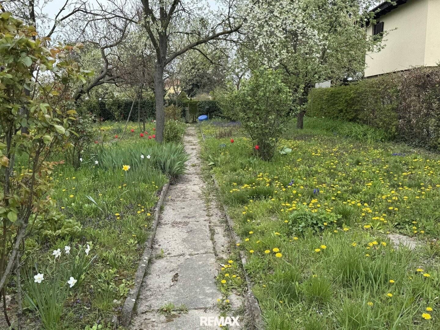 Allotment garden dream in Korneuburg