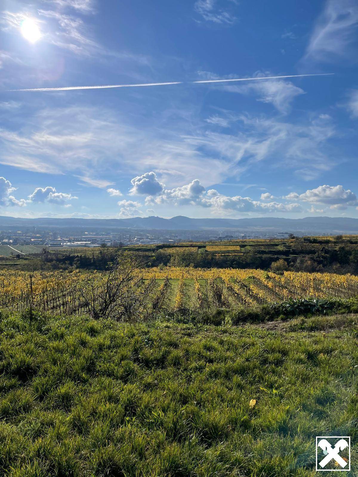 WEINGARTEN IN AUSSICHTSLAGE - WEINGARTEN, LANDWIRTSCHAFTLICHE FLÄCHEN - KEIN BAUGRUNDSTÜCK!