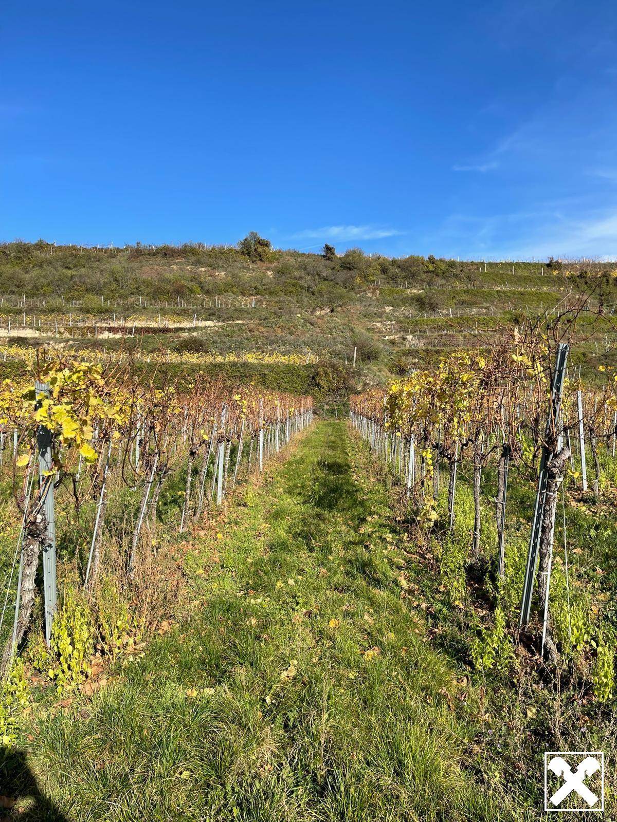 WEINGARTEN IN AUSSICHTSLAGE - WEINGARTEN, LANDWIRTSCHAFTLICHE FLÄCHEN - KEIN BAUGRUNDSTÜCK!
