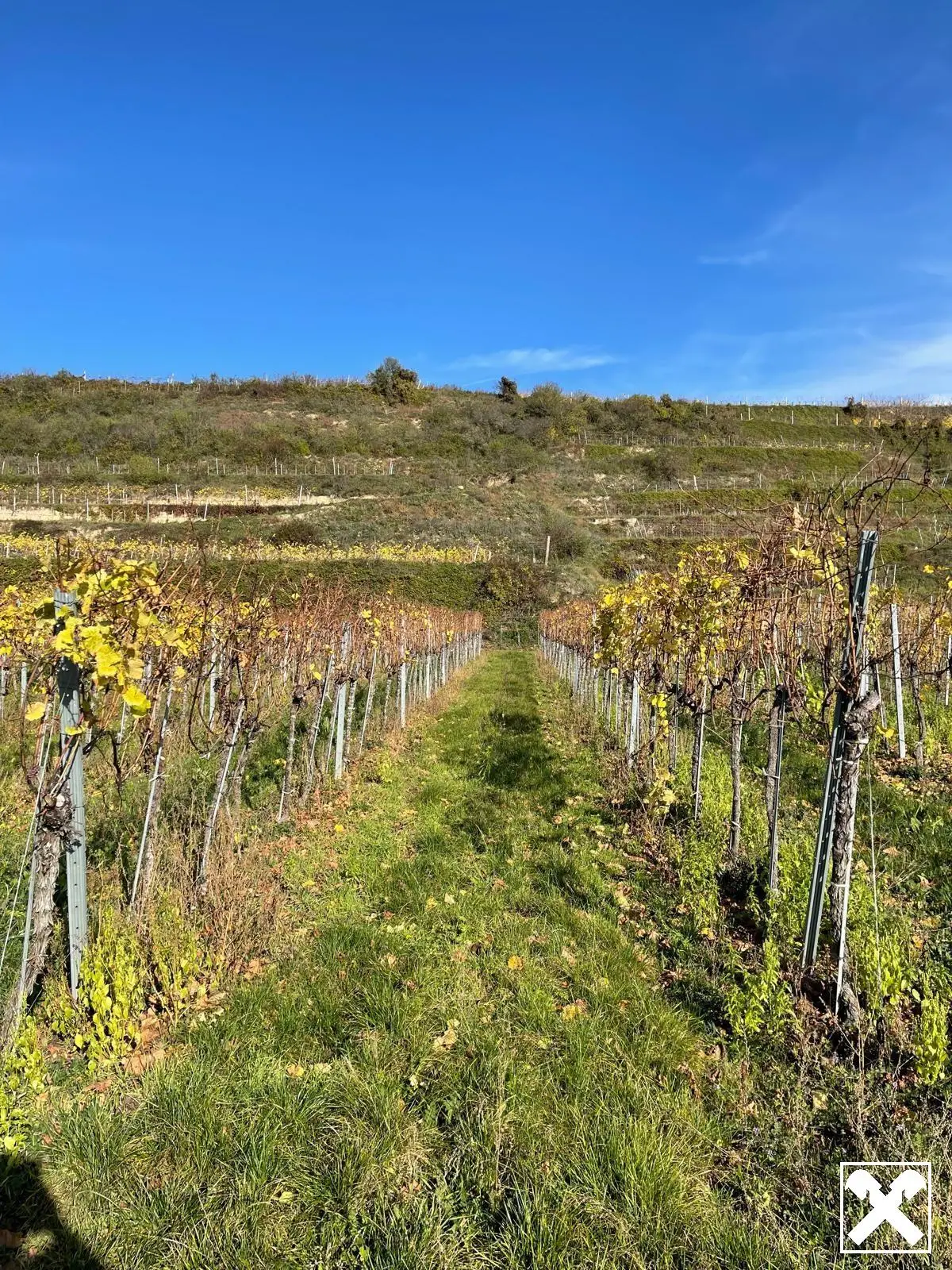 WEINGARTEN IN AUSSICHTSLAGE - WEINGARTEN, LANDWIRTSCHAFTLICHE FLÄCHEN - KEIN BAUGRUNDSTÜCK!