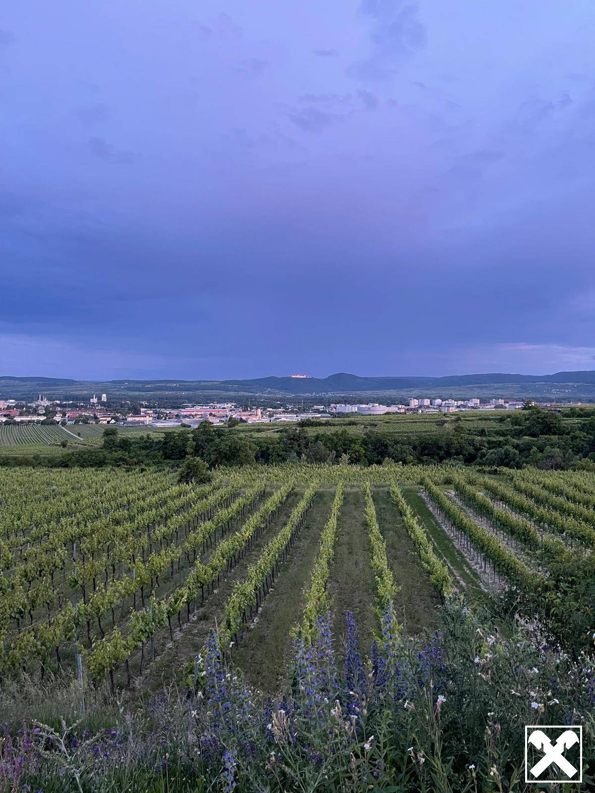 WEINGARTEN IN AUSSICHTSLAGE - WEINGARTEN, LANDWIRTSCHAFTLICHE FLÄCHEN - KEIN BAUGRUNDSTÜCK!