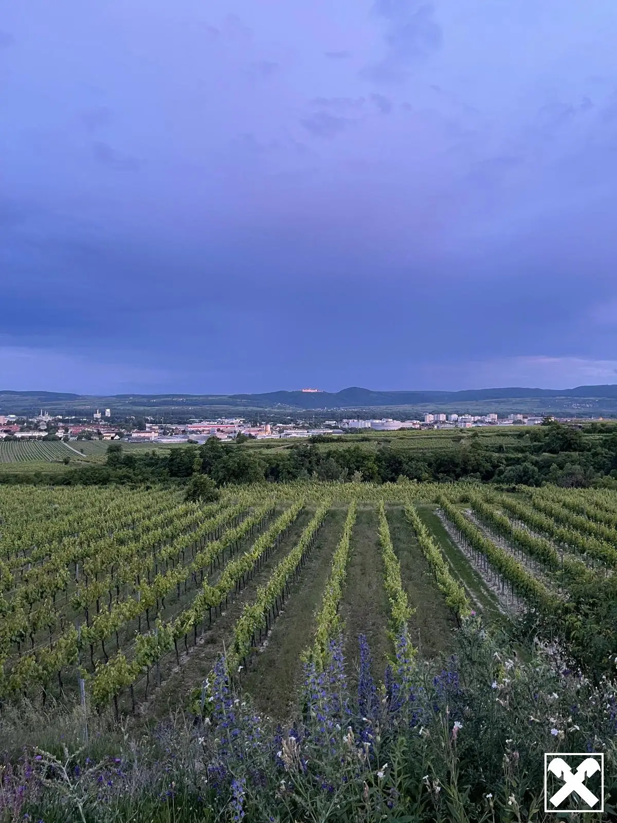 WEINGARTEN IN AUSSICHTSLAGE - WEINGARTEN, LANDWIRTSCHAFTLICHE FLÄCHEN - KEIN BAUGRUNDSTÜCK!