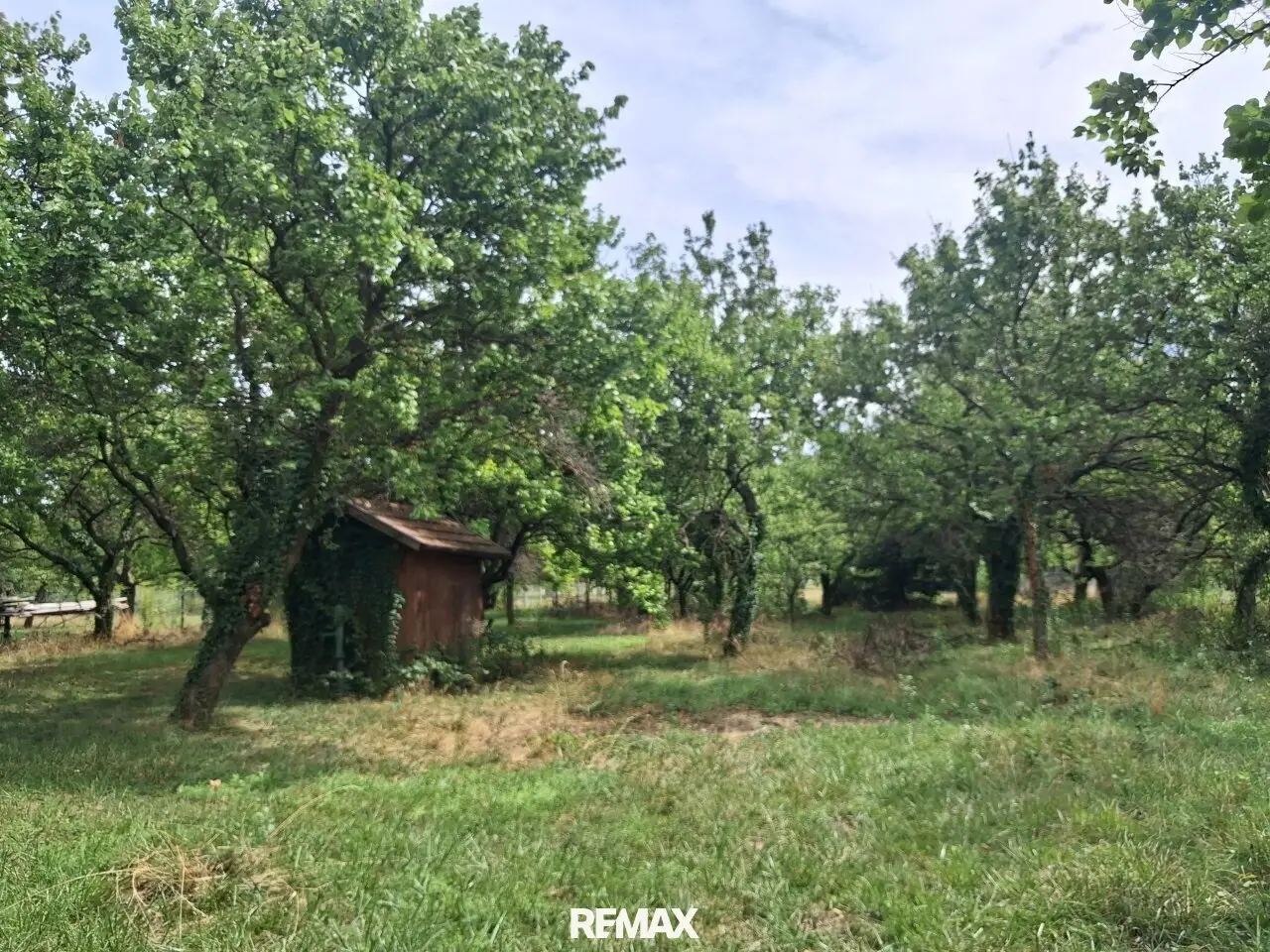 Building land and large orchard property in Hornstein near Neufeldersee