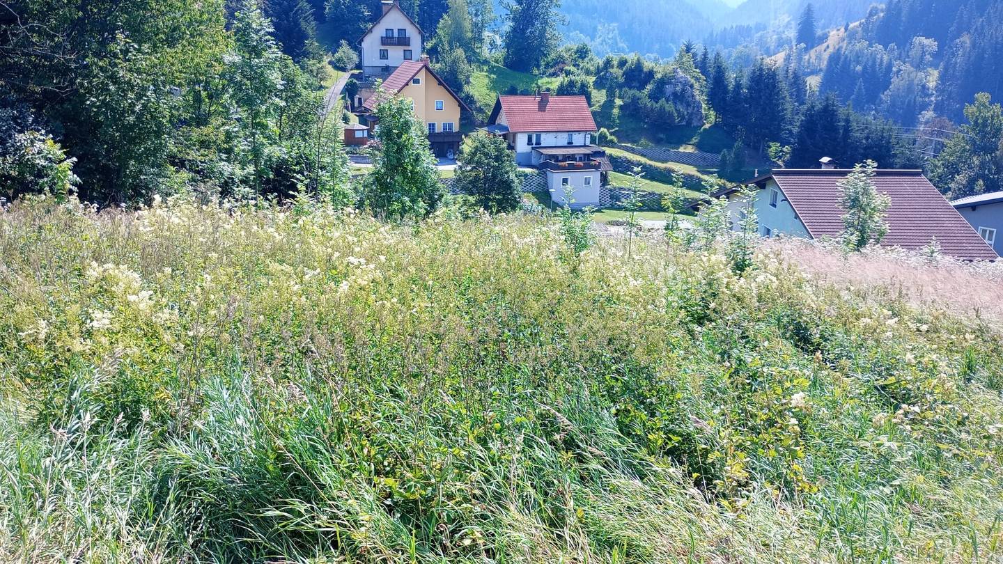 Large Agricultural and Forestry Plot in Steinhaus am Semmering – only 20,500 €