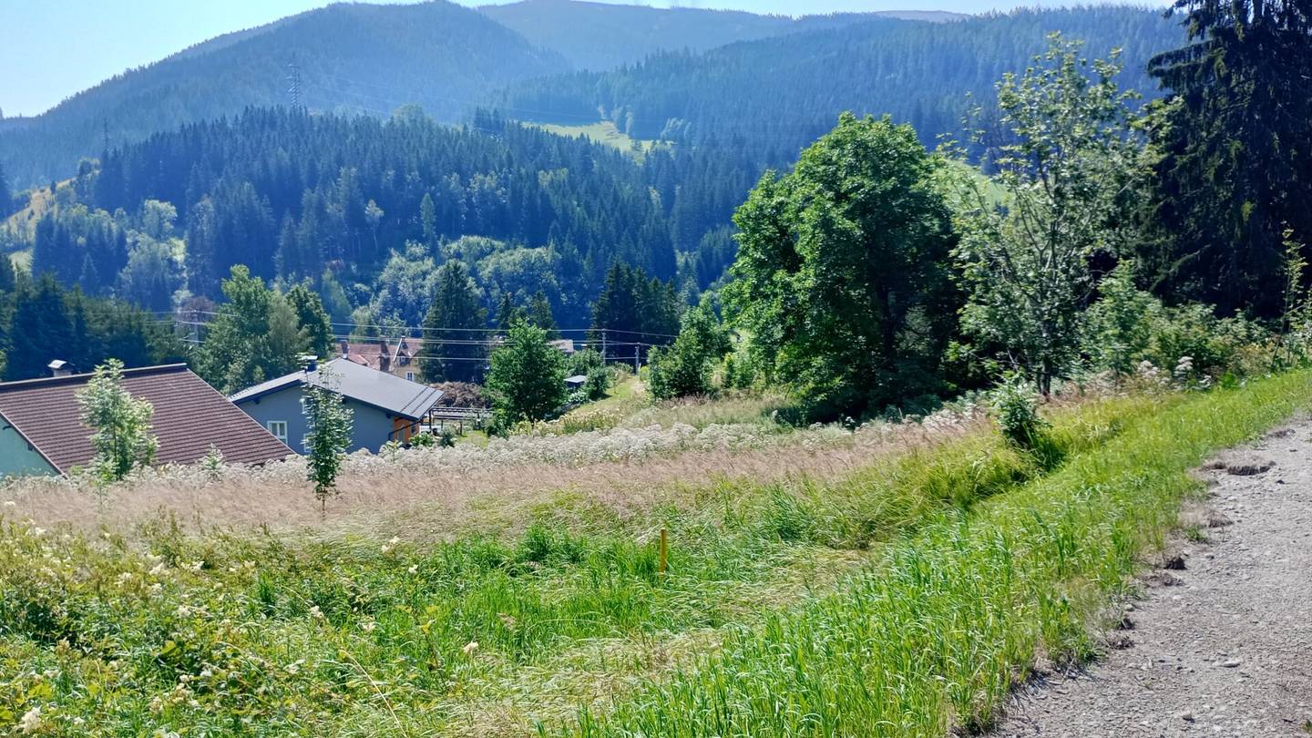 Large Agricultural and Forestry Plot in Steinhaus am Semmering – only 20,500 €