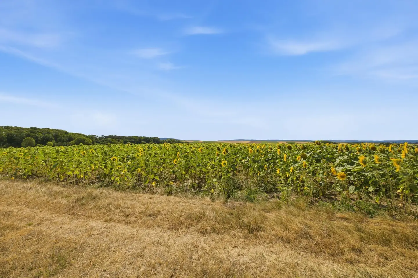 Gut nutzbare Agrarfläche im Weinviertel Wohnung
