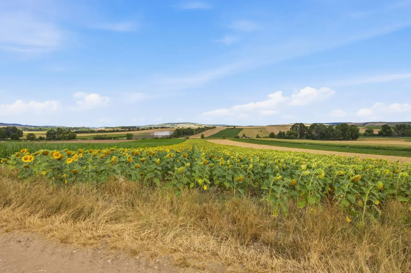 Agrarfläche im Weinviertel Anlegerwohnung