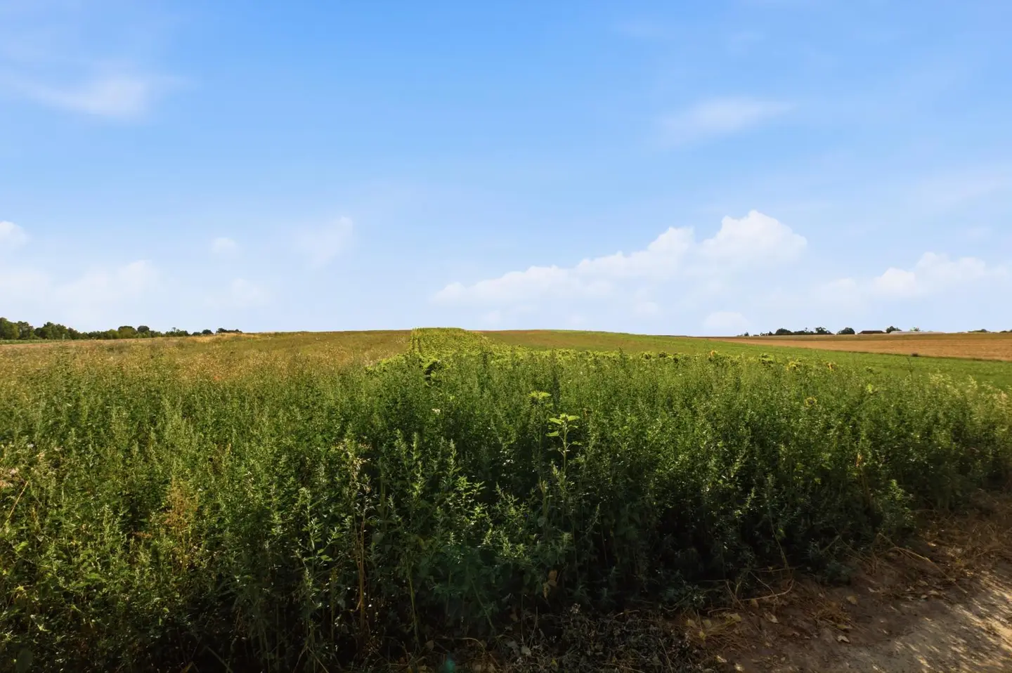 Agricultural land with good soil quality Apartment